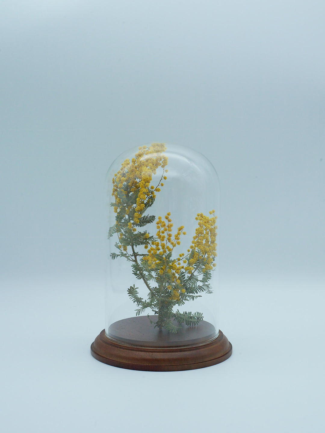 Dried dome arrangement (mimosa)